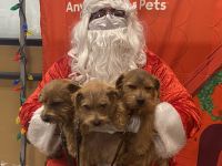 Norfolk Terrier Puppies for sale in Littleton, CO, USA. price: NA