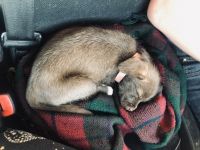 Norfolk Terrier Puppies Photos