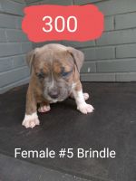 North Country Beagle Puppies for sale in Oklahoma City, OK 73159, USA. price: $300
