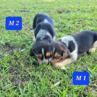North Country Beagle Puppies Photos