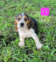 North Country Beagle Puppies Photos