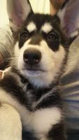 Northern Inuit Dog Puppies for sale in Putnam Valley, NY 10579, USA. price: $600