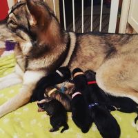Northern Inuit Dog Puppies for sale in West Chester, PA, USA. price: $300