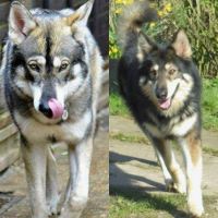 Northern Inuit Dog Puppies for sale in New York State Thruway, Scarsdale, NY 10583, USA. price: $300