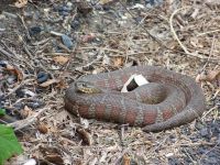 Northern Water Snake Reptiles Photos