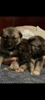 Norwegian Elkhound Puppies Photos