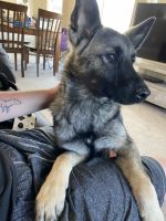 Norwegian Elkhound Puppies for sale in Fountain, CO, USA. price: $1,800