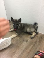 Norwegian Elkhound Puppies for sale in Lynnwood, WA, USA. price: $800