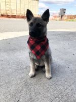 Norwegian Elkhound Puppies for sale in Seattle, WA, USA. price: $1,000