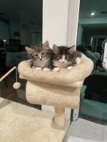 Norwegian Forest Cat Cats for sale in Northlake, TX, USA. price: $1,100
