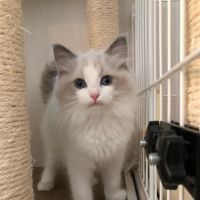 Norwegian Forest Cat Cats for sale in Orlando, FL, USA. price: $400