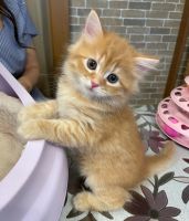 Norwegian Forest Cat Cats for sale in Dallas, Texas. price: $500