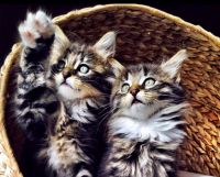 Norwegian Forest Cat Cats for sale in Birmingham, AL, USA. price: $300