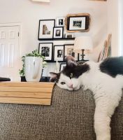 Norwegian Forest Cat Cats for sale in Portland, OR, USA. price: NA