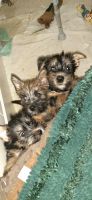 Norwich Terrier Puppies for sale in San Marcos, TX, USA. price: $2,000