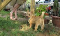 Norwich Terrier Puppies for sale in Vancouver, BC, Canada. price: $500