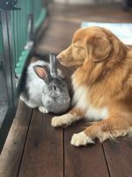 Nova Scotia Duck Tolling Retriever