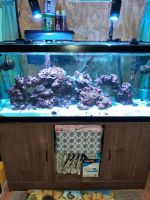 Ocellaris clownfish Fishes for sale in Fairfield, VA 24435, USA. price: $500