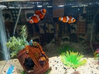 Ocellaris clownfish Fishes for sale in Apache Junction, AZ 85120, USA. price: $10