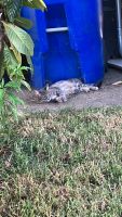 Ocicat Cats for sale in Los Angeles, CA, USA. price: $100