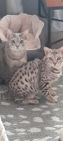 Ocicat Cats for sale in Lakeland, Florida. price: $500
