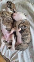 Old English Bulldog Puppies for sale in Halfway, OR 97834, USA. price: $3,000
