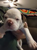 Old English Bulldog Puppies for sale in Troy, NH, USA. price: $2,500