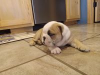 Old English Bulldog Puppies for sale in Russellville, AR, USA. price: $2,500