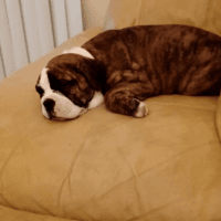 Old English Bulldog Puppies for sale in Indianapolis, IN, USA. price: NA