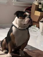 Old English Bulldog Puppies for sale in Norwood, MA, USA. price: $1,500