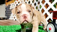 Old English Bulldog Puppies for sale in 2006 University Dr, Durham, NC 27707, USA. price: $2,700