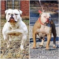 Old English Bulldog Puppies for sale in Paducah, KY 42003, USA. price: NA