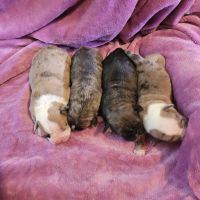 Old English Bulldog Puppies for sale in Taylors, SC, USA. price: $3,000