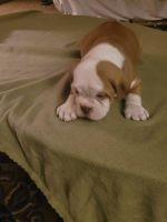 Old English Bulldog Puppies for sale in Lane County, OR, USA. price: $2,000