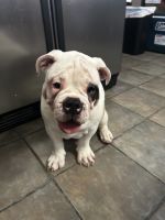 Old English Bulldog Puppies for sale in North Olmsted, Ohio. price: $800