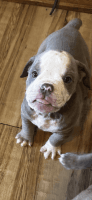 Old English Bulldog Puppies for sale in Russellville, Arkansas. price: $500