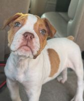 Old English Bulldog Puppies for sale in Cary, North Carolina. price: $1,500