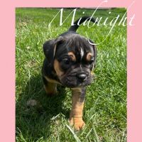 Old English Bulldog Puppies for sale in Allentown, Pennsylvania. price: $1,000