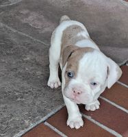 Old English Bulldog Puppies for sale in Fairfield, California. price: $1,200