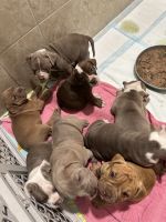 Old English Bulldog Puppies for sale in Dunnellon, FL 34434, USA. price: $1,500