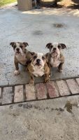 Old English Bulldog Puppies for sale in Bakersfield, California. price: $1,800