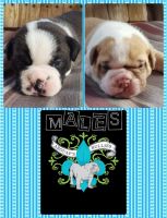 Old English Bulldog Puppies for sale in Dyersburg, TN 38024, USA. price: NA