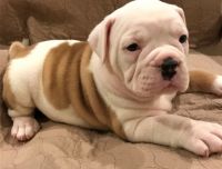 Old English Bulldog Puppies for sale in Tecate, CA 91987, USA. price: $500
