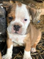 Old English Bulldog Puppies for sale in Cleveland, OH, USA. price: $600