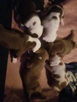 Old English Bulldog Puppies for sale in Germantown, NY 12526, USA. price: $2,500
