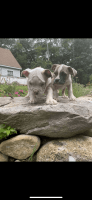 Old English Bulldog Puppies for sale in Mansfield Center, CT 06235, USA. price: $3,500