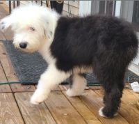 Old English Sheepdog Puppies for sale in Farmingdale, NY 11735, USA. price: $1,500