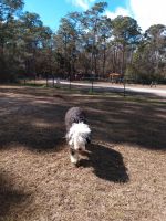 Old English Sheepdog Puppies for sale in Gautier, MS, USA. price: $800