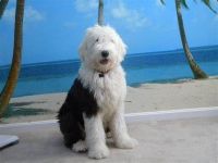 Old English Sheepdog Puppies for sale in Henderson, NV 89011, USA. price: $900