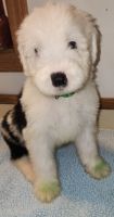 Old English Sheepdog Puppies for sale in South Bend, IN, USA. price: $1,500